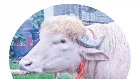 আন্তর্জাতিক গণমাধ্যমে বাংলাদেশের &lsquo;ট্রাম্প&rsquo;