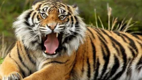 জঙ্গলে বাঘের থাবায় চার নারীর মৃত্যু