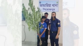৬ ফুট গাঁজা গাছসহ মাদক কারবারি আটক