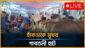 হাঁকডাকে মুখর গাবতলী পশুর হাট, চলছে জমজমাট বেচাকেনা