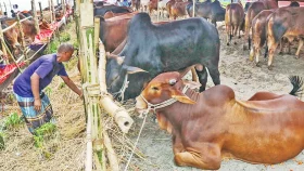 সুস্থ গরু চিনবেন যেভাবে