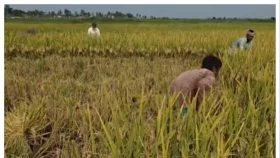 সুনামগঞ্জে ফসলহারা কৃষকের ঘরে নেই ঈদের আনন্দ