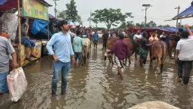 পশুর হাটে ভিড়, কাদা-পানিতে নাকাল ক্রেতা-বিক্রেতা