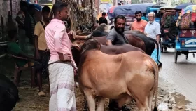 মিনি হাটে ১০ মিনিটেই কেনা যাচ্ছে গরু
