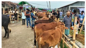 পশুর হাট থেকে ২ কোটি ১৫ লাখ আয় করল কেসিসি