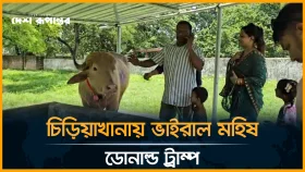 ভাইরাল মহিষ &lsquo;ডোনাল্ড ট্রাম্প&rsquo;কে দেখতে দর্শনার্থীদের ভিড়
