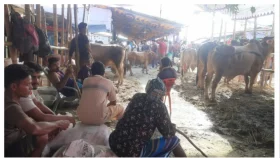 অবিক্রিত পশু নিয়ে বিপাকে ব্যাপারীরা