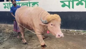 কোরবানি না হওয়া &lsquo;ডোনাল্ড ট্রাম্প&rsquo;কে নিয়ে যা বলছে বিশ্ব গণমাধ্যম