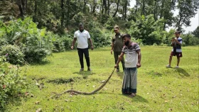 নেত্রকোনায় জালে আটকে পড়া অজগর বনে অবমুক্ত