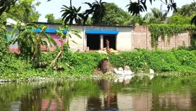 মাদারীপুরে পুকুরে চামড়ার বর্জ্য ফেলে মাছ নষ্ট করার অভিযোগ