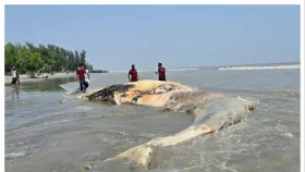 কুয়াকাটা উপকূলে ভেসে এল বিশালাকৃতির মৃত তিমি