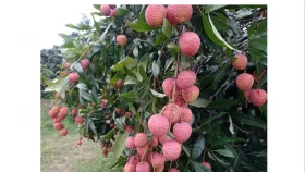 লিচুর রঙে রঙিন ঈশ্বরদী