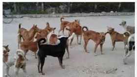 মুন্সীগঞ্জে কুকুরের কামড়ে আহত দুই শিশু