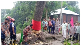 অলৌকিকভাবে &lsquo;দাঁড়িয়ে যাওয়া&rsquo; গাছটি কেটে ফেলল প্রশাসন