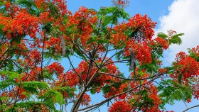 ঢাকা-ময়মনসিংহ মহাসড়কের ত্রিশাল অংশে সৌন্দর্য ছড়াচ্ছে কৃষ্ণচূড়া ফুল