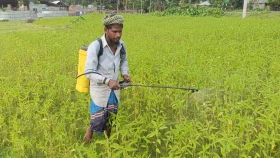 টানা বৃষ্টিতে ক্ষতিগ্রস্ত পাটক্ষেত, যা বলছে কৃষি বিভাগ