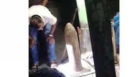 সাতক্ষীরায় সীমানা পিলারসহ আটক ৪