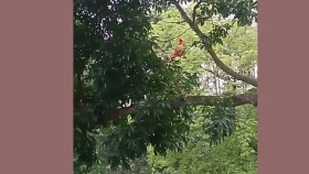 তেঁতুল গাছের মগডালে নারী, দেখতে উৎসুক জনতার ভিড়