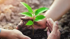 বৃক্ষরোপণে ৫৩ কোটি ৬৬ লাখ টাকার প্রণোদনা