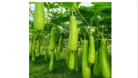 লাউ চাষে সফল কাউখালীর কলেজশিক্ষার্থী শান্ত
