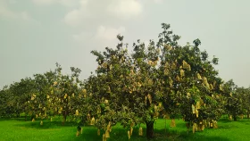 বাবুই পাখির বাসার মত আম গাছে ঝুলছে ফ্রুট ব্যাগিং আম