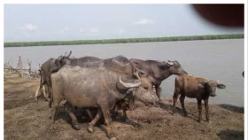 মনপুরায় লুটের ১৫ মহিষ উদ্ধার, ধরাছোঁয়ার বাইরে অভিযুক্তরা