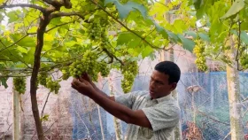 আঙ্গুর চাষে প্রথম বছরেই বাজিমাত&nbsp;