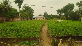 মাচায় পটল চাষে স্বপ্ন বুনছেন বাগাতিপাড়ার কৃষকরা