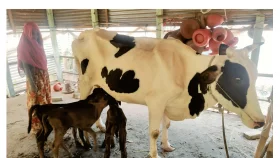 চোহালীতে এক গাভীর তিন বাছুর প্রসব