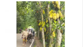 সবজির পর কাঁঠালেও সাফল্য, চাহিদা মিটিয়ে যাচ্ছে বিভিন্ন জেলায়&nbsp;