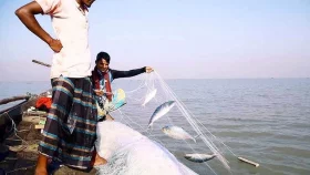 জাটকা আহরণ ও বিপণনে ৮ মাসের নিষেধাজ্ঞা উঠে গেল