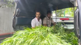 বাড়ির আঙ্গিনায় গাঁজা গাছ লাগিয়ে ধরা যুবক