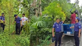 সুপারির বাগানে গাঁজা চাষ, গাছ জব্দ