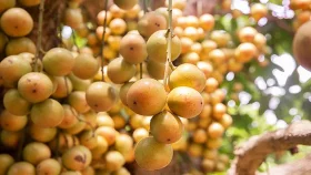 লটকন খাবেন যে কারণে