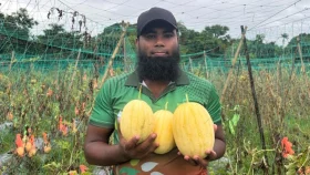 ব্যবসা ছেড়ে তরমুজ চাষ, হলুদ তরমুজে বাজিমাত