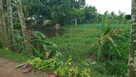 জমি নিয়ে পূর্ব শক্রতার জেরে কলাগাছ কেটে ফেলল দুর্বৃত্তরা