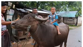 আর্জেন্টিনা ফাইনালে ওঠায় মহিষ জবাই