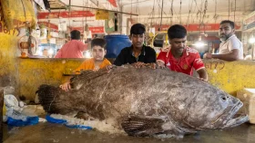 কাজীর দেউড়িতে ১ লাখ ২৪ হাজার টাকার &lsquo;কৈ কোরাল&rsquo;