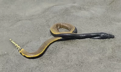 ইয়েলো বেলিড সি স্নেক