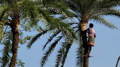 খেজুরের রস সংগ্রহের জন্য গাছ কাটছেন এক গাছি।   