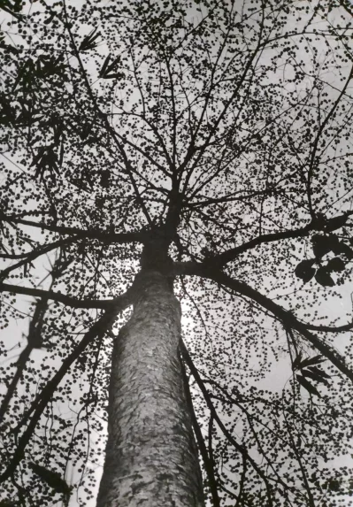পত্রপল্লব। আলোকচিত্র : মোরতজা তওফিকুল ইসলাম