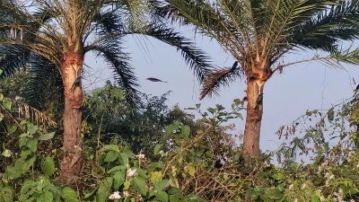 বাদুরসহ বিভিন্ন পাখি বসছে খেজুর গাছে