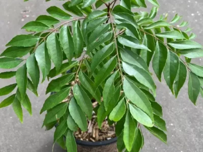 আজওয়ান পাতা