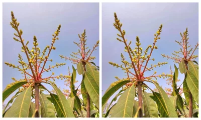 আমের মুকুল। ছবি: দেশ রূপান্তর