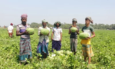 তরমুজ দেশ রূপান্তর
