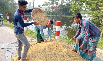 হাওরে চলছে বোরো ধান কাটার ধুম। ছবি: দেশ রূপান্তর