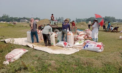 হাওরে চলছে বোরো ধান কাটার ধুম। ছবি: দেশ রূপান্তর
