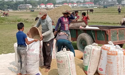 হাওরে চলছে বোরো ধান কাটার ধুম। ছবি: দেশ রূপান্তর