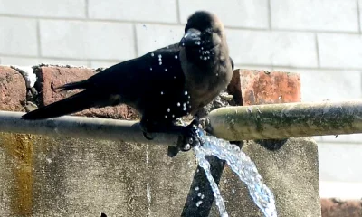 ছবি : ফোকাস বাংলা