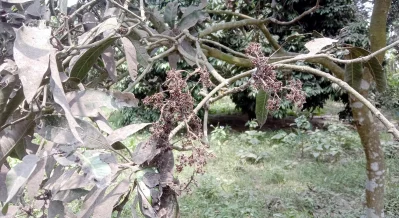 তাপদাহে পুড়ে যাচ্ছে লিচুর মুকুল। ছবি: দেশ রূপান্তর